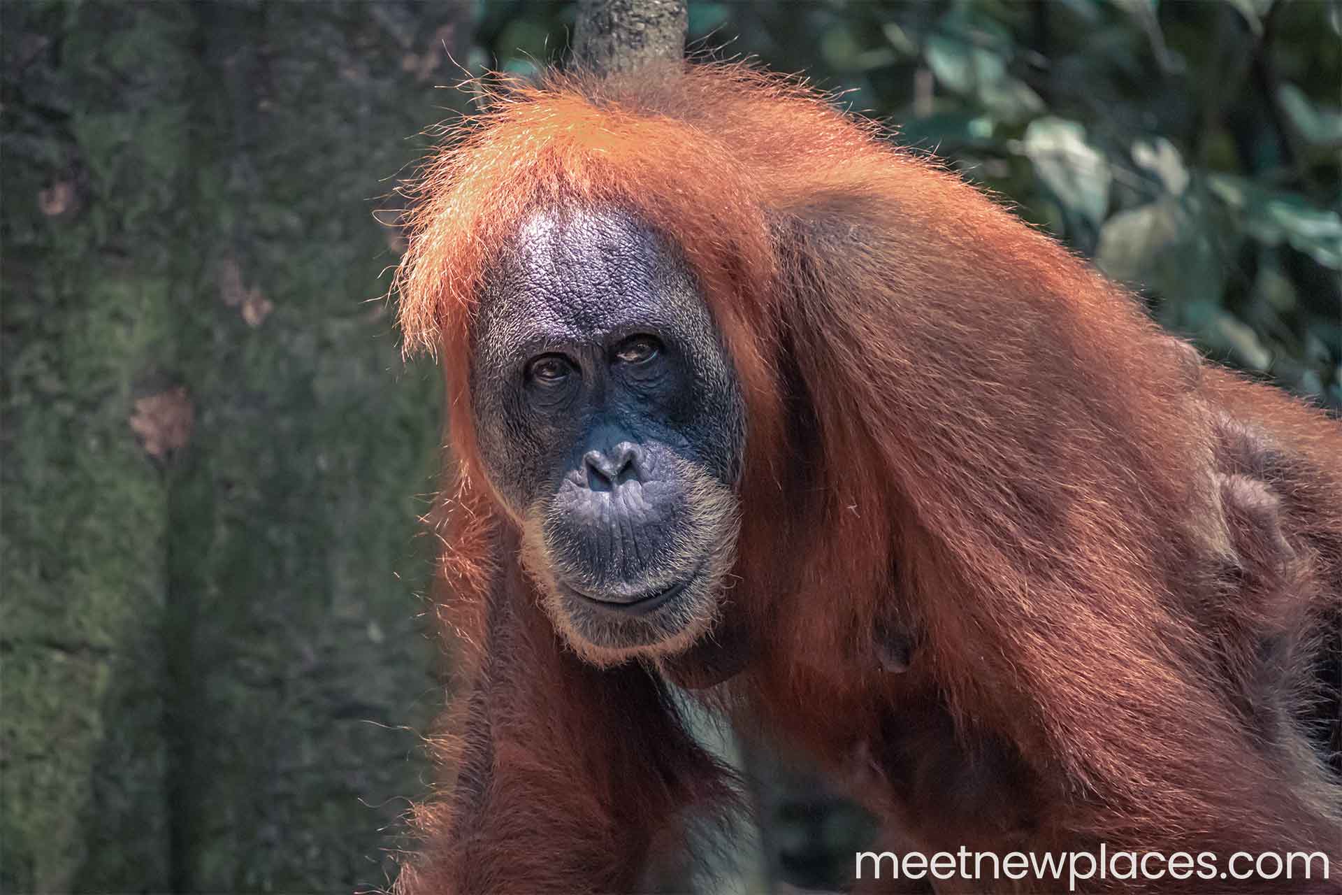 sumatra-gunung-leuser-national-park-orang-utan-meet-new-places