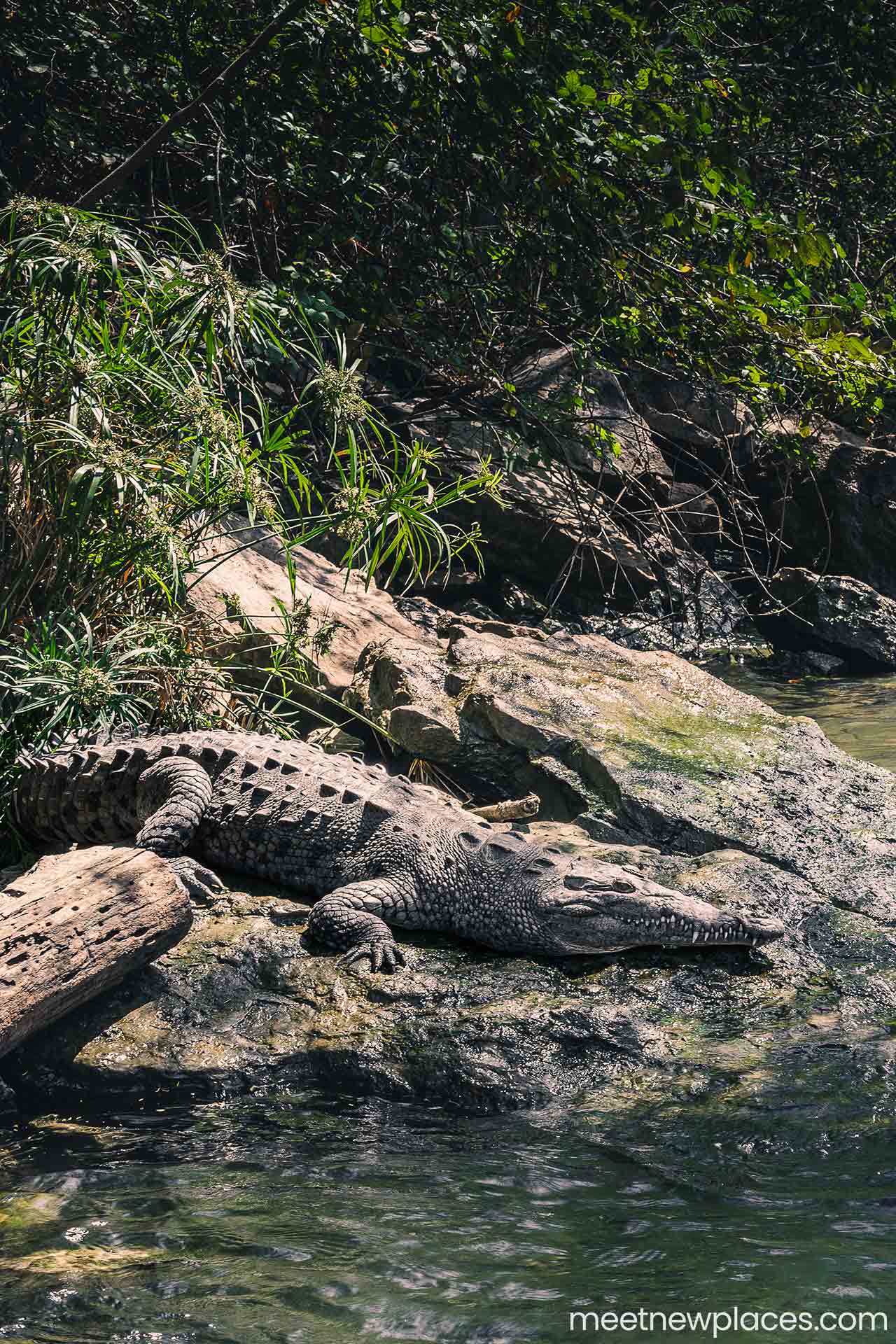 mexico-san-christobal-canyon-sumidero-aligator-2x3-1280x1920