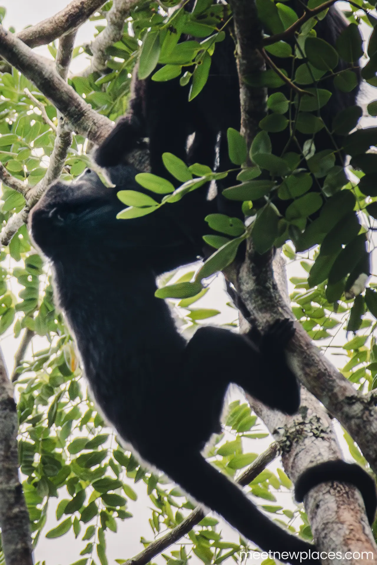 mexico-calakmul-howler-monkeys-1-1280x1920