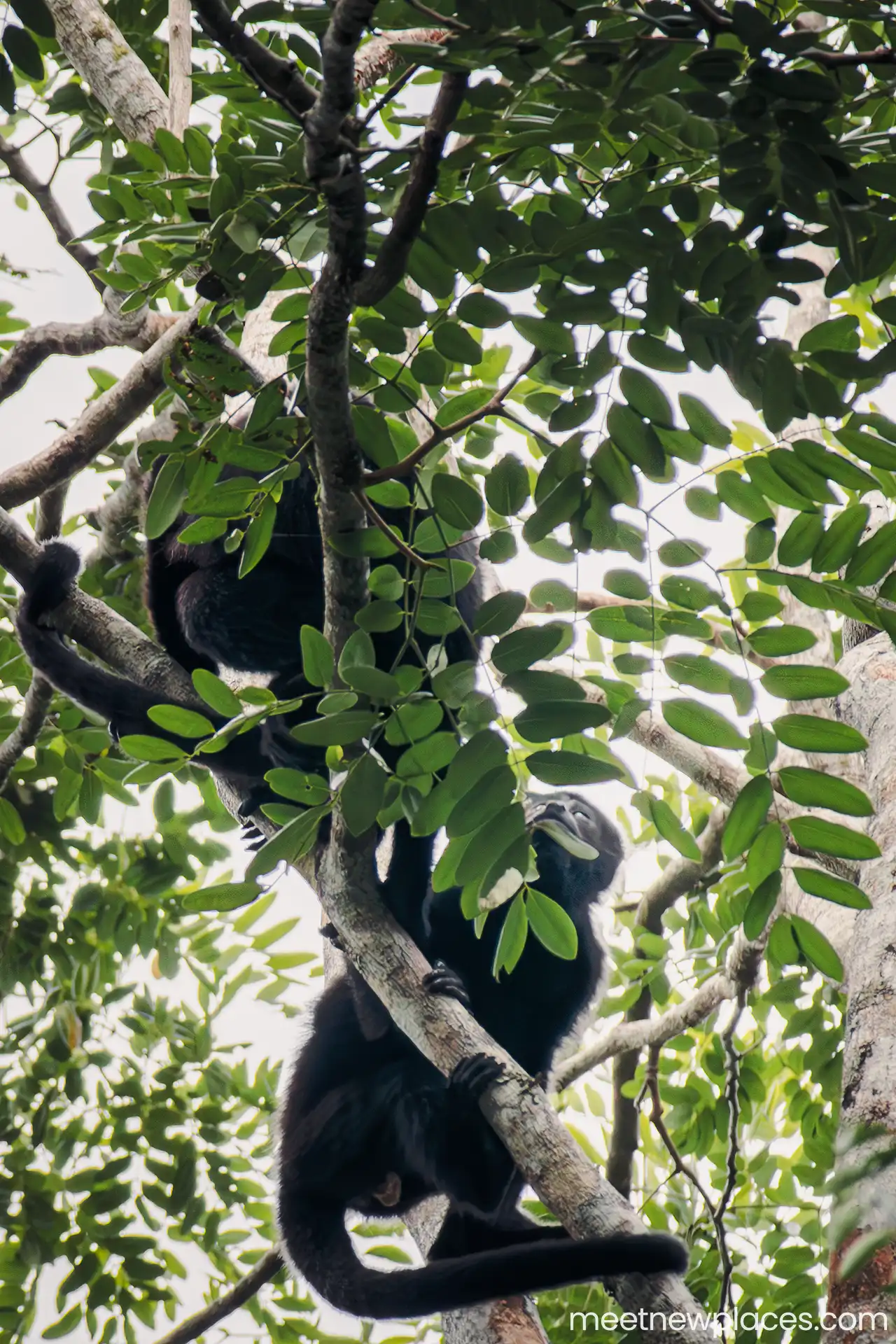 mexico-calakmul-howler-monkeys-1280x1920