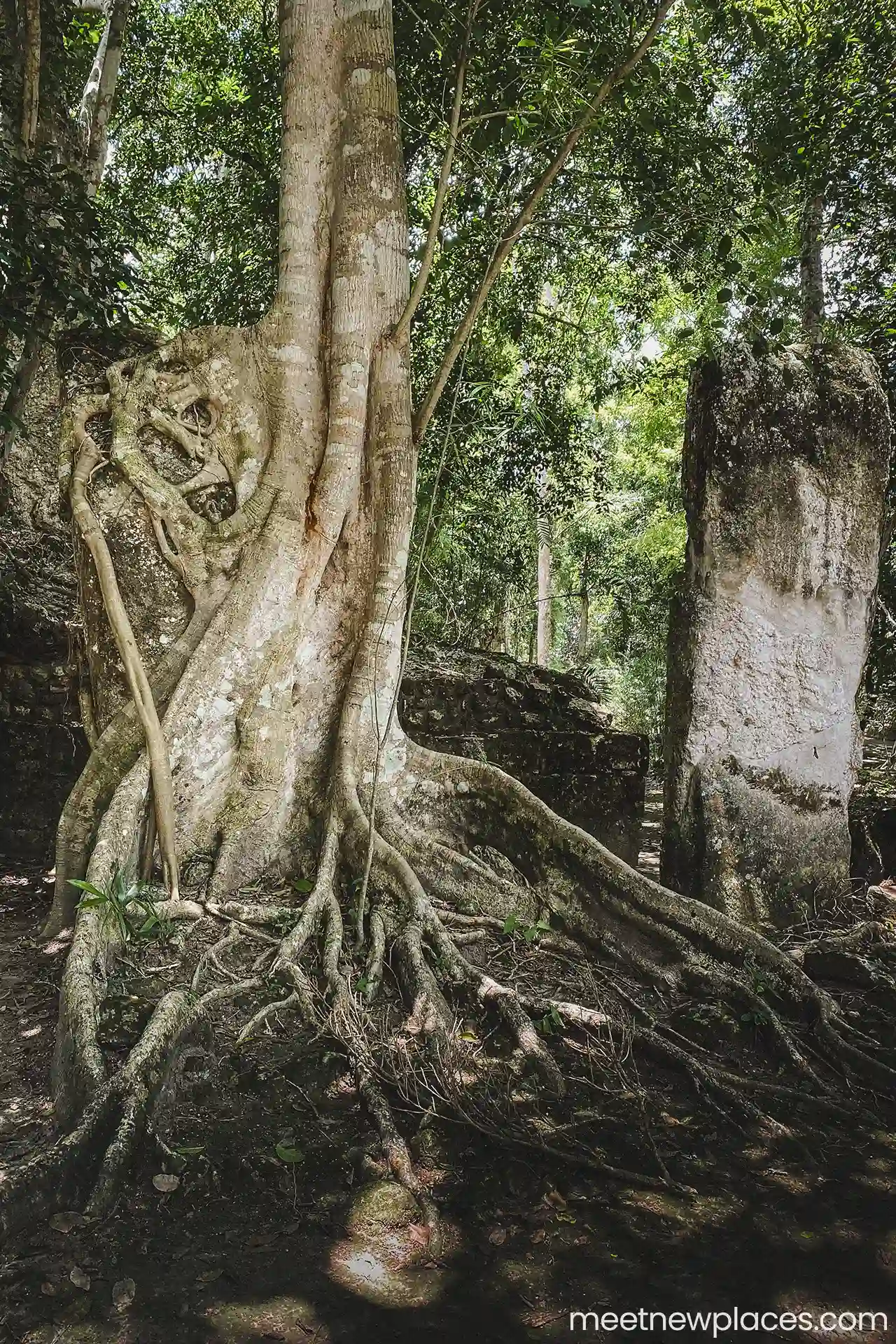 mexico-calakmul-hug-from-a-tree-1280x1920
