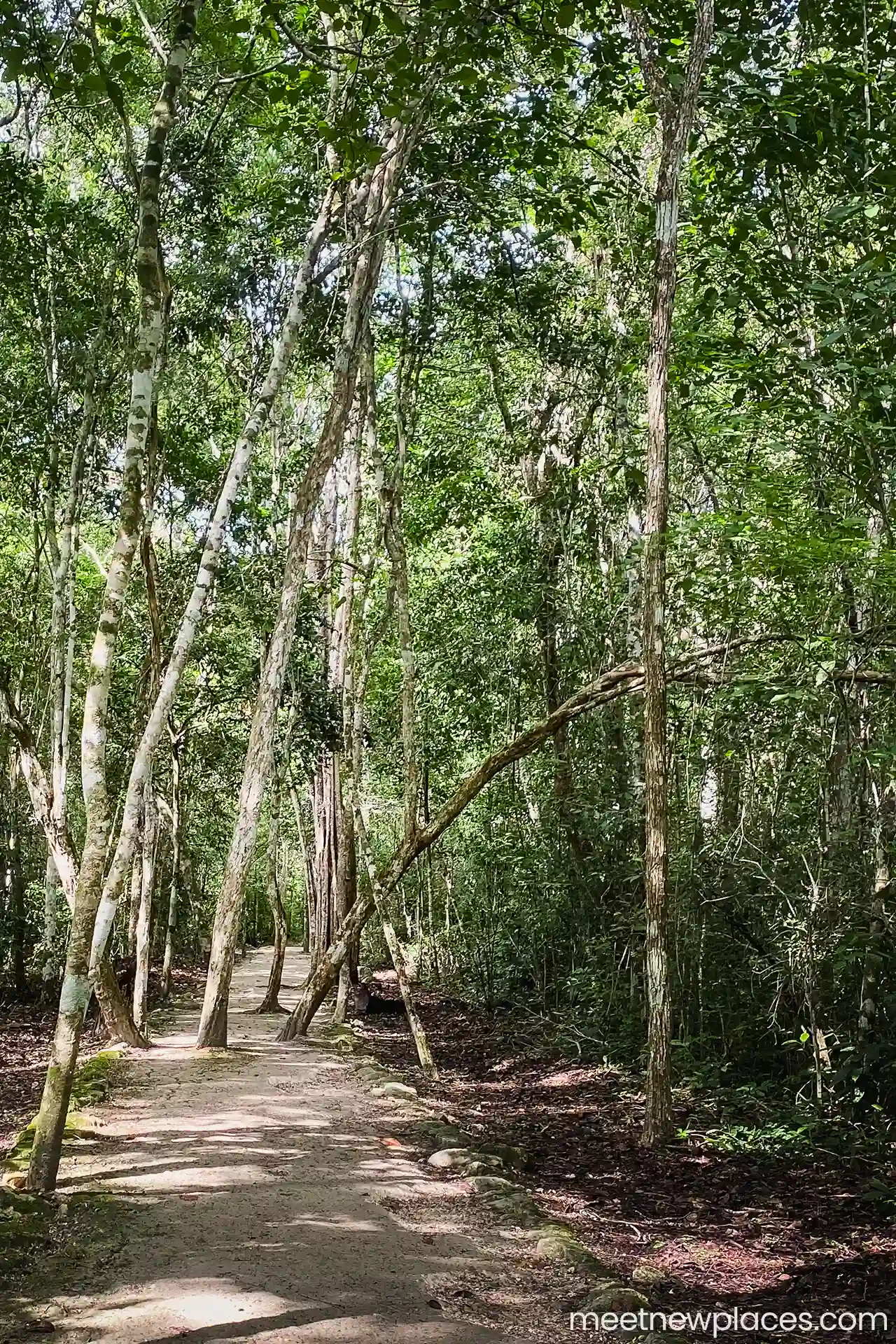 mexico-calakmul-path-1280x1920