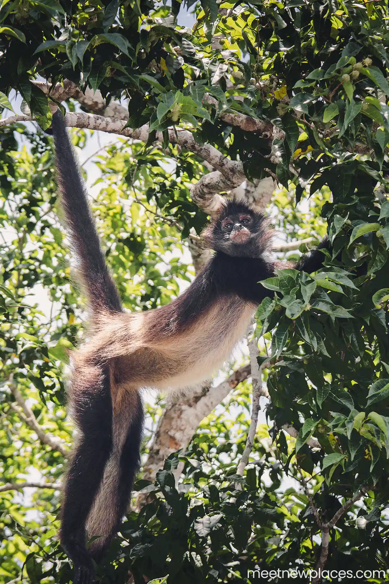 mexico-calakmul-spyder-monkey-1-1280x1920
