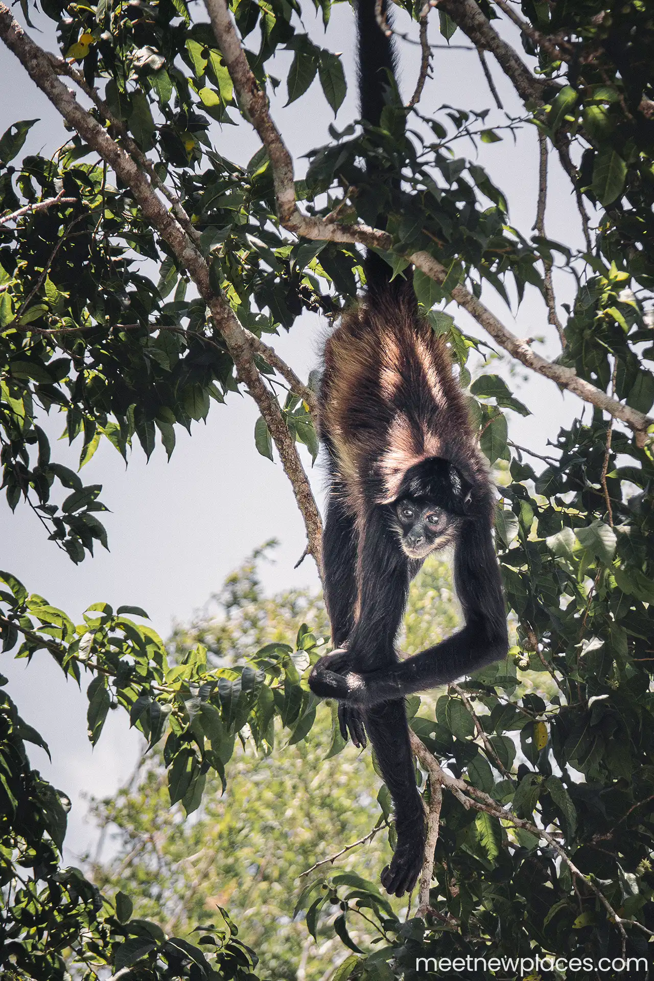 mexico-calakmul-spyder-monkey-2-1280x1920