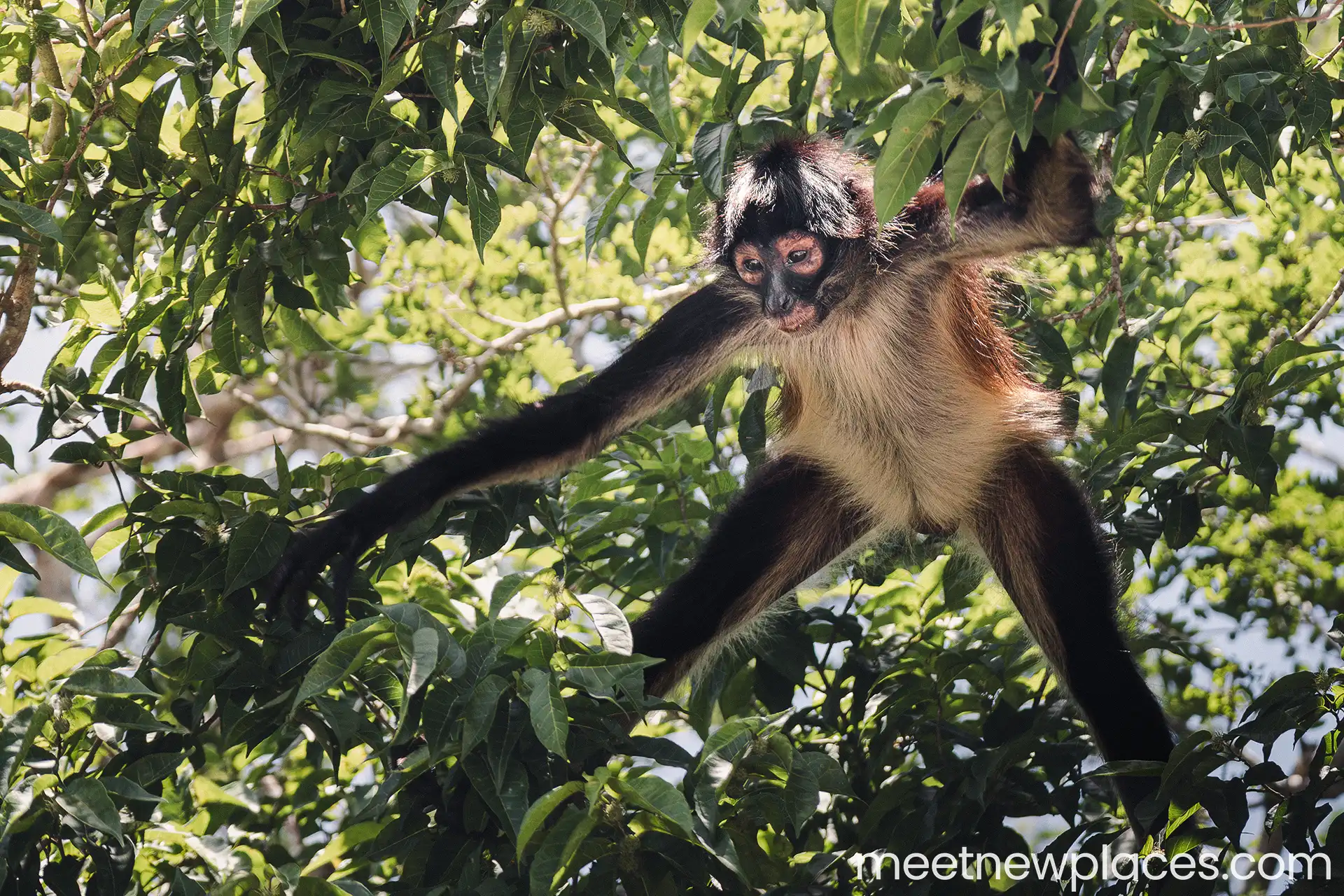 mexico-calakmul-spyder-monkey-4-1920x1280