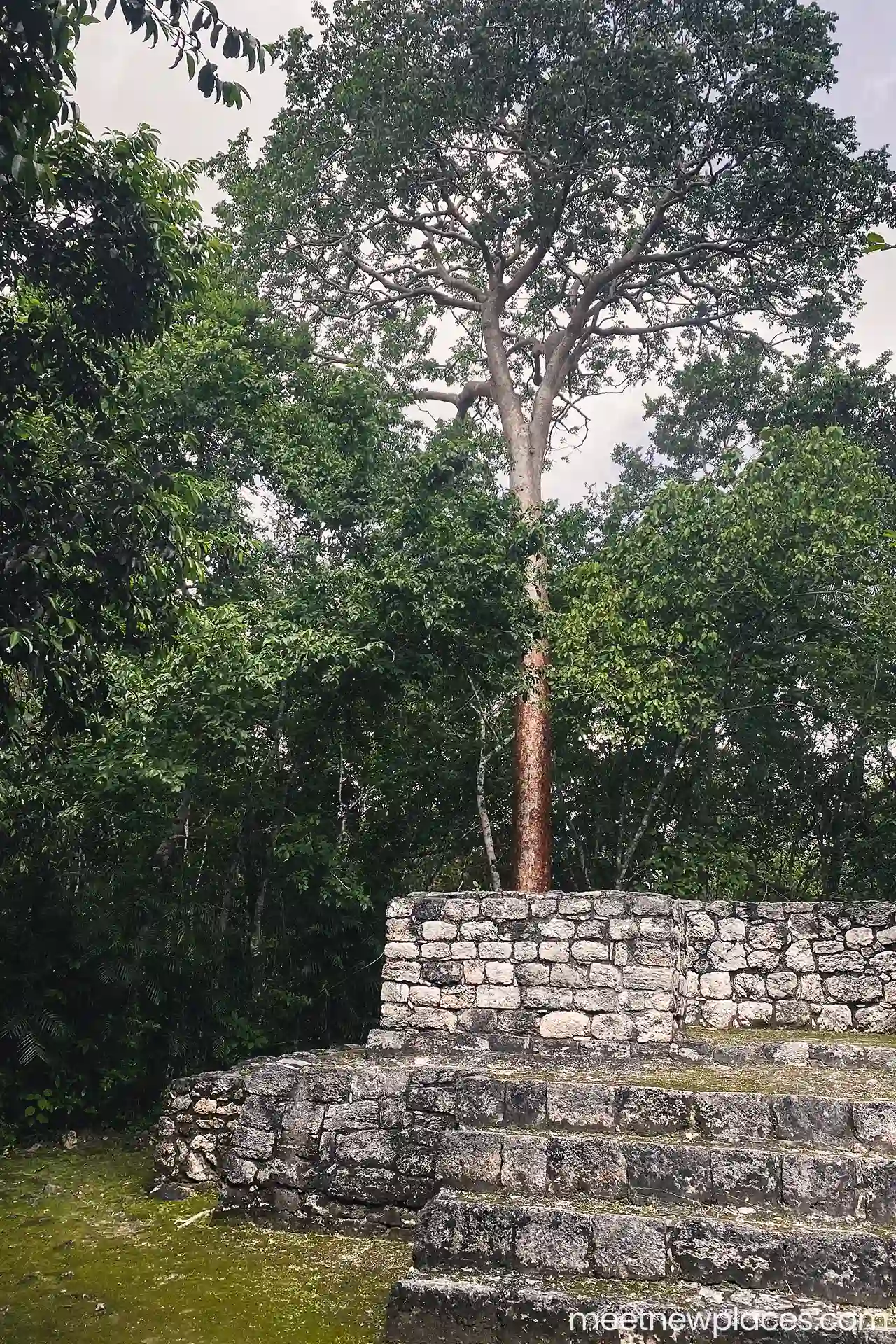 mexico-calakmul-structure?-tree-1280x1920