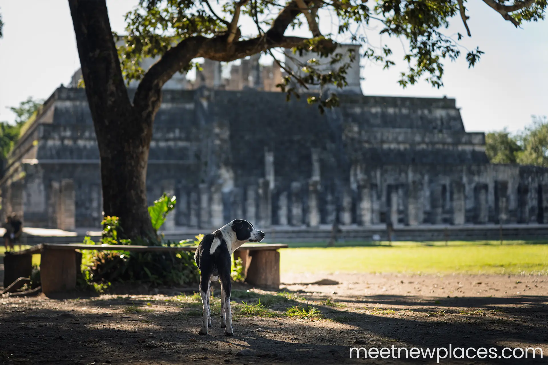 mexico-chichen-itza-dog-temple-of-the-warriors-1920x1280 mexico-city-zocalo-flag-tore