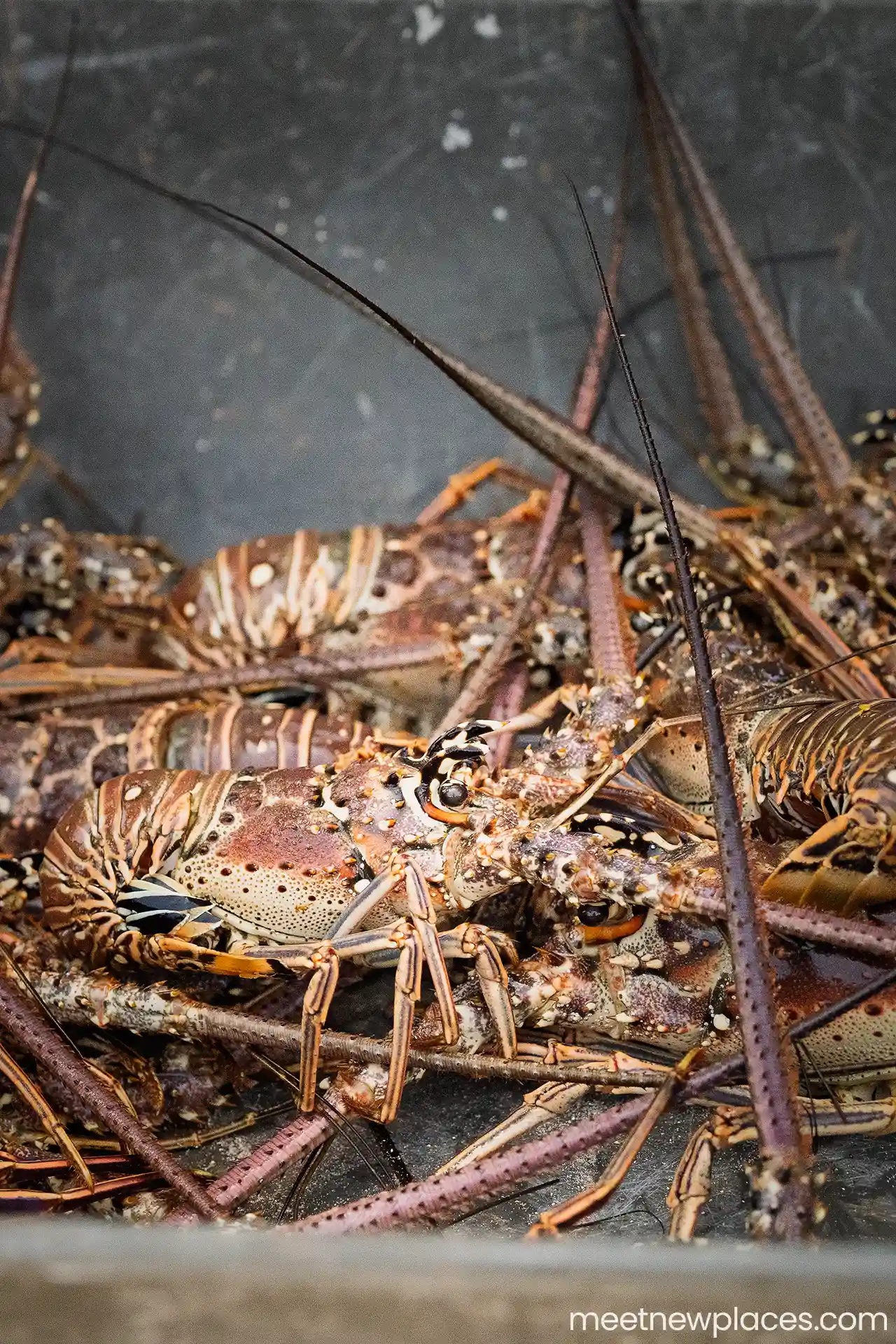 mexico-mahahual-spiny-lobster-1280x1920