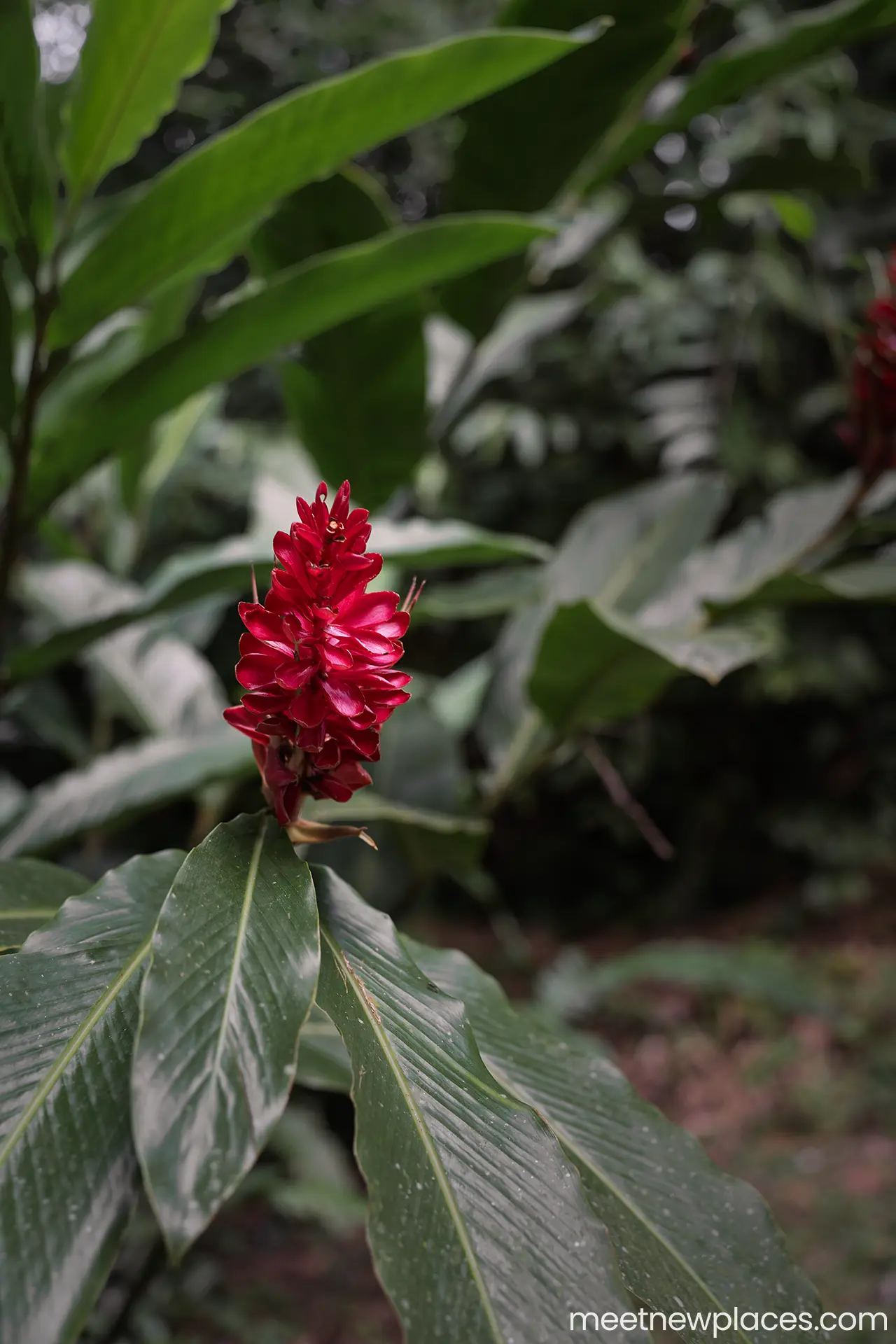 mexico-palenque-blossom-1280x1920-LQ