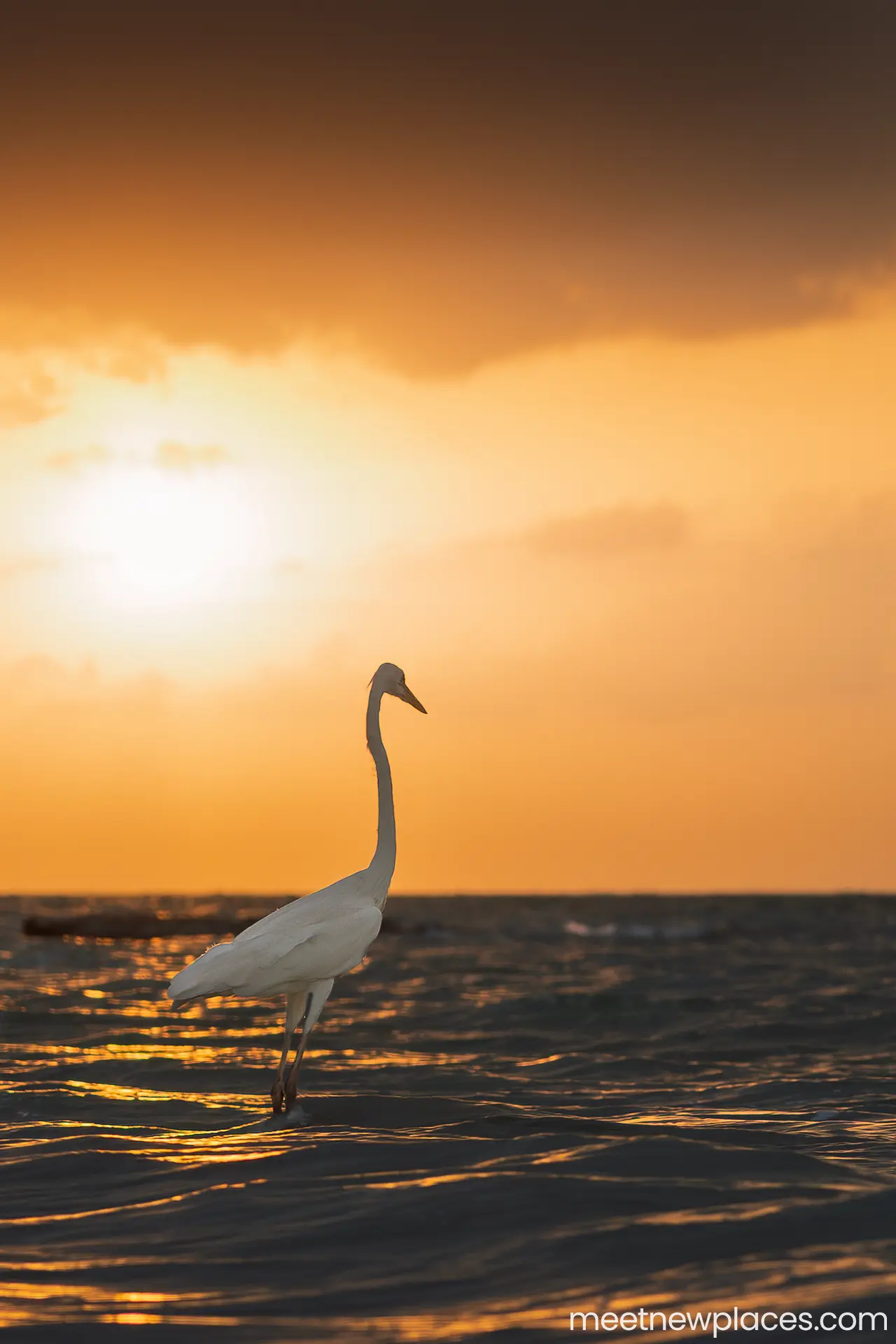 mexico-holbox-stork-sunset-1280x1280