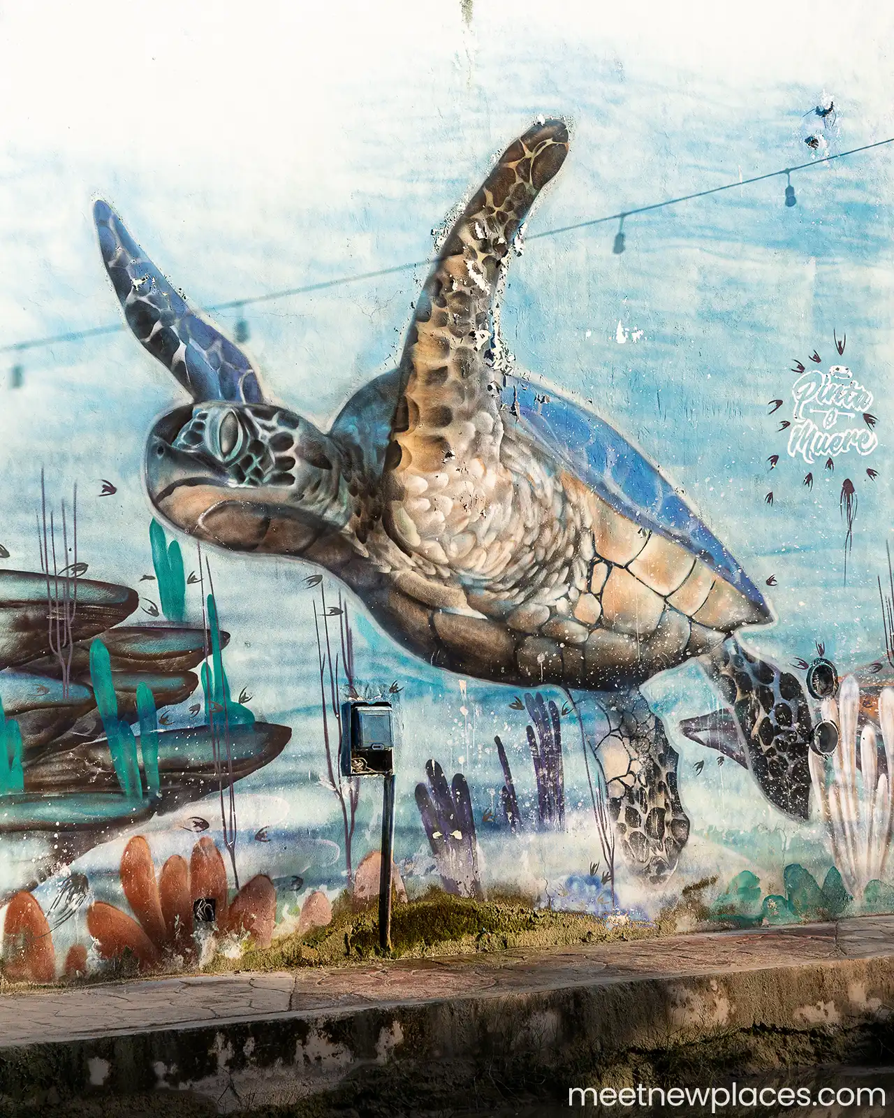 mexico-holbox-streetart-turtle-1280x1600 valladolid plaza mayor
