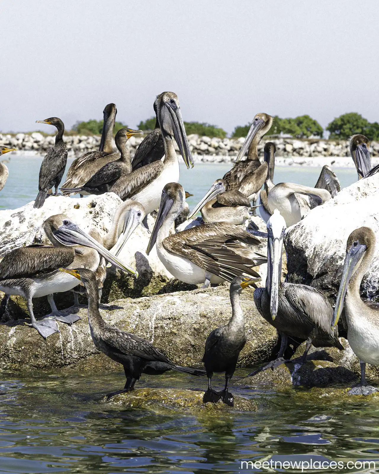valladolid plaza mayor 