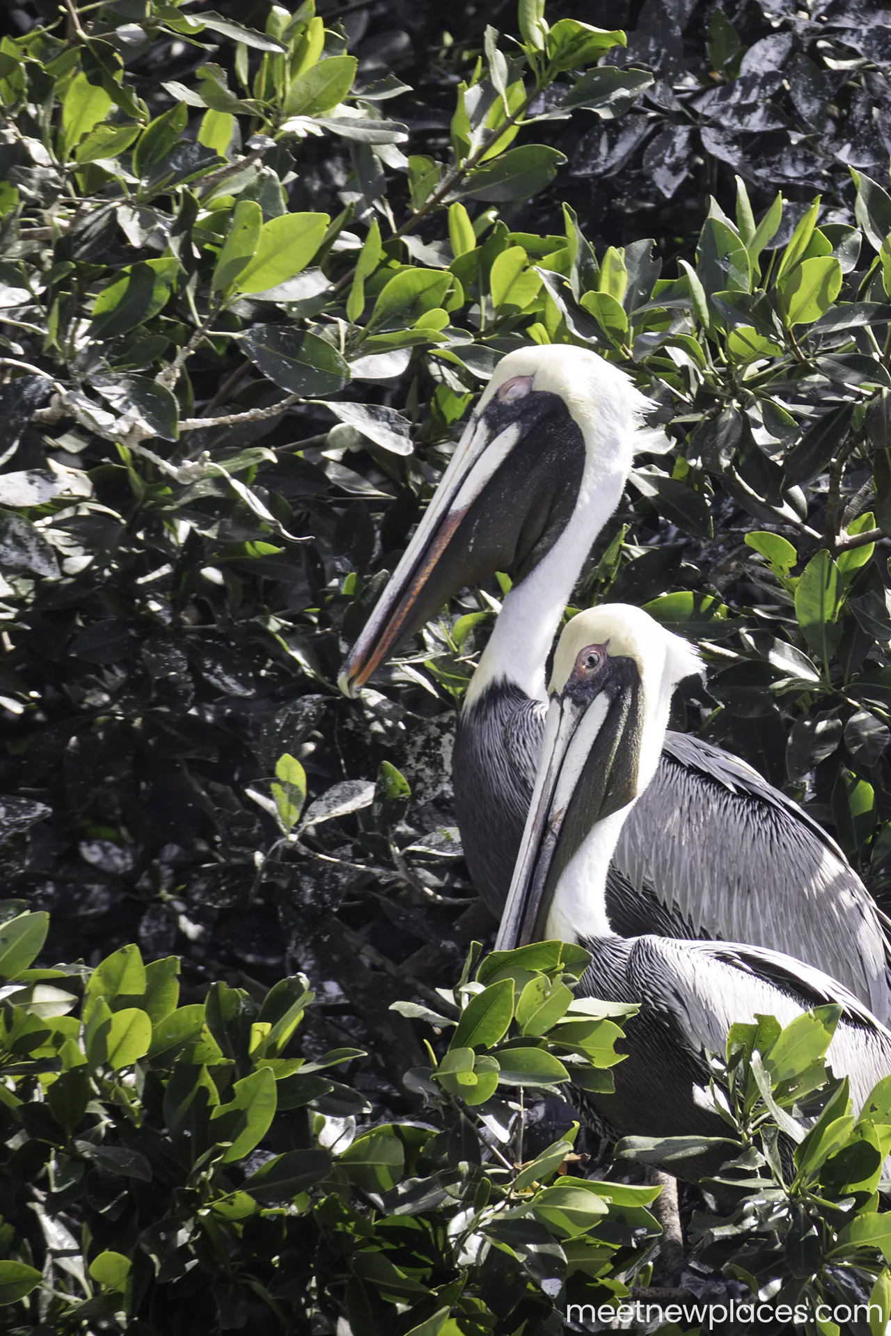 mexico-city-tore-latino-view-from-above-night-city-portrait