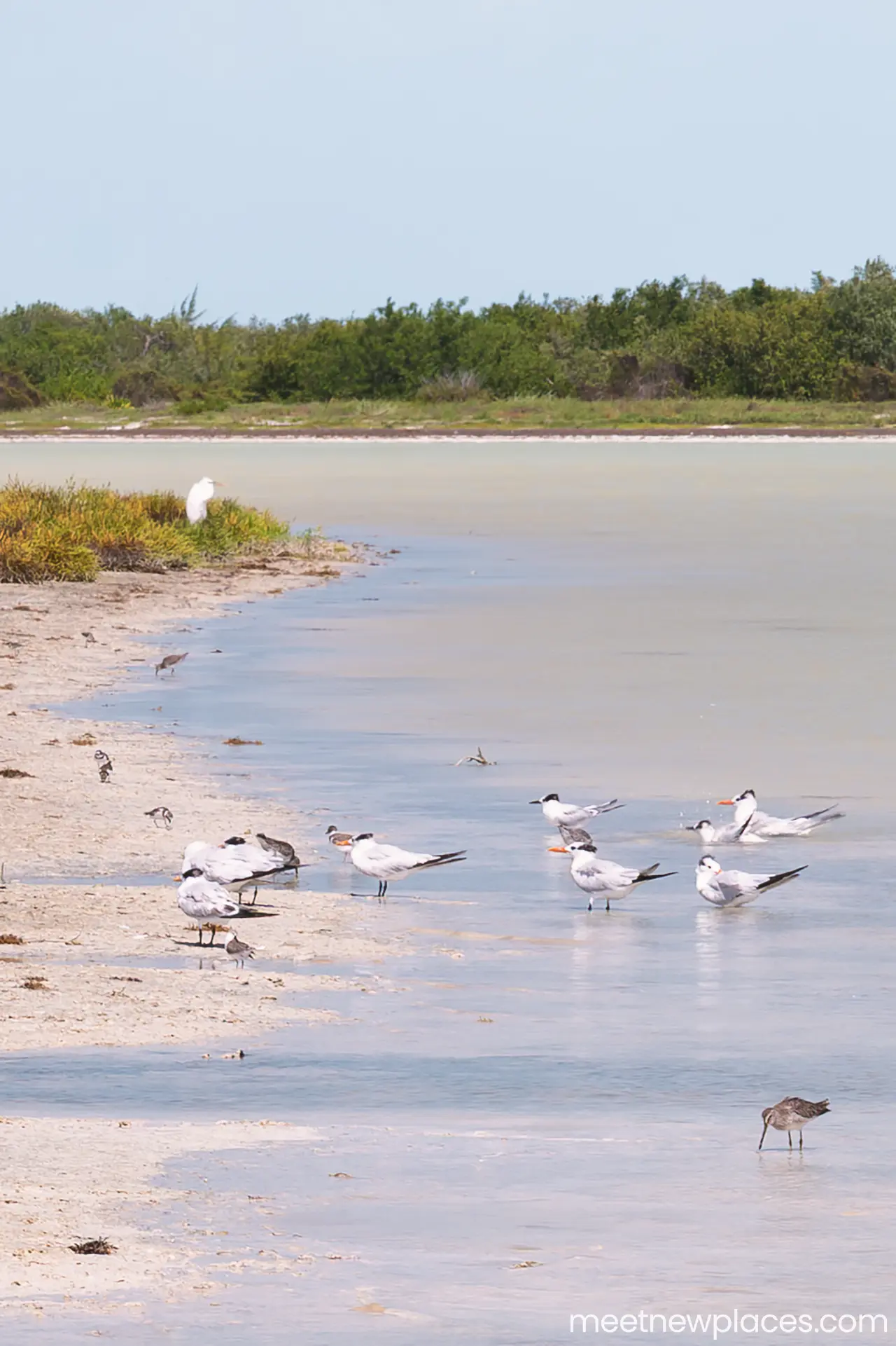 mexico-holbox-beach-birds-at-punta-mosquitos-1280x1920
