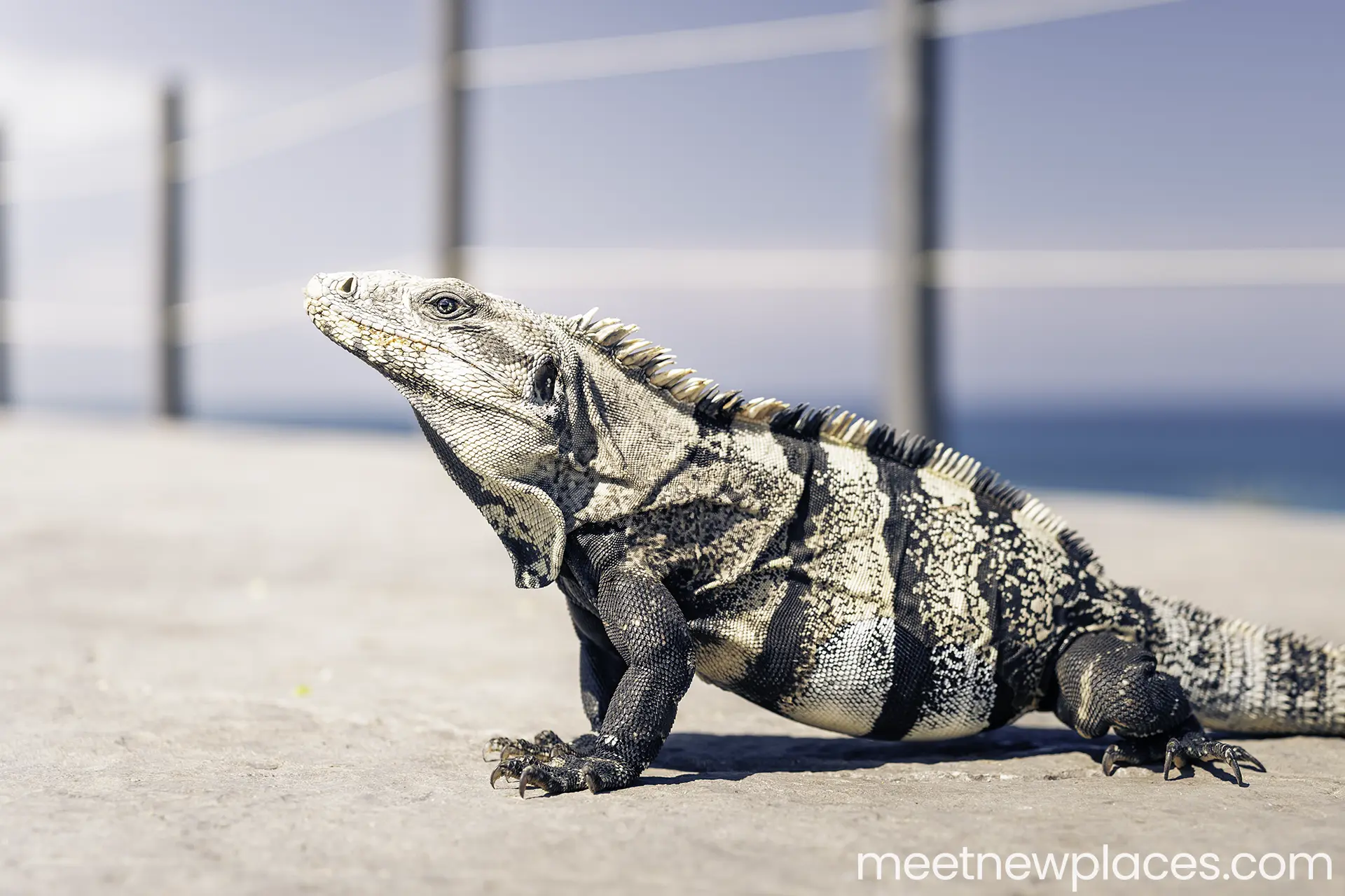 mexico-city-zocalo-flag-tore