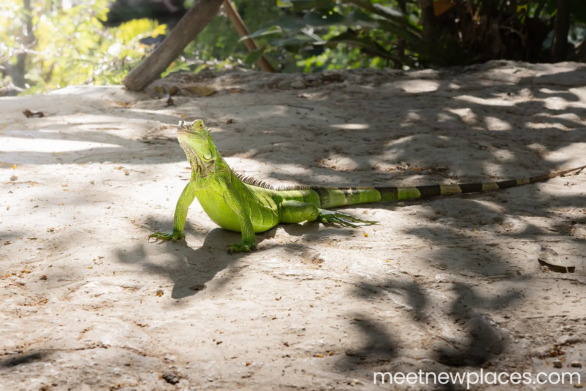 valladolid plaza mayor 