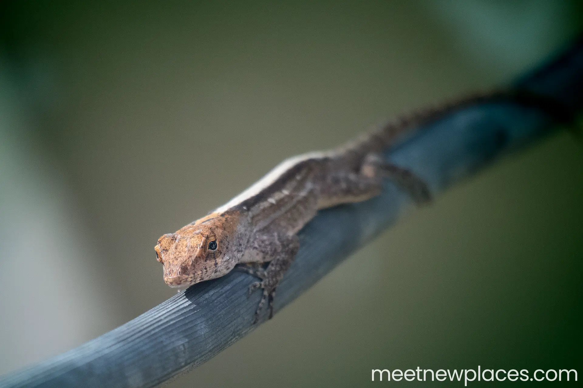 valladolid plaza mayor 
